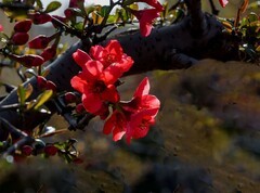 贴梗海棠（4）