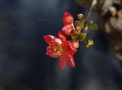 贴梗海棠（4）