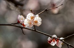 春花（四）