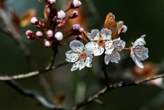 春花（四）