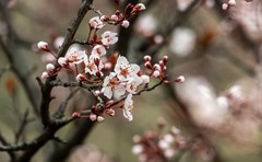 春花（四）