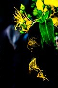 藕断丝连  难舍难分