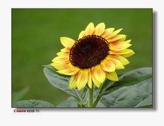 祝大家国庆节快乐！云台的最后篇-葵花珍品
