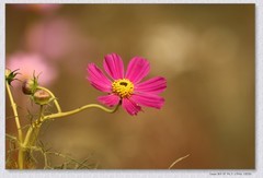 秋英花【丙午年-385】