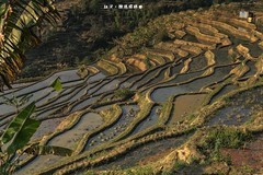 云南红河 · 撒玛坝梯田（之六）