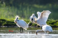 庄河鹭泊湖（62）