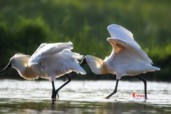 庄河鹭泊湖（62）