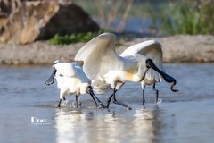 庄河鹭泊湖（62）