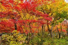 2025年第0889贴-苏州天平山红枫季旅拍（1223）