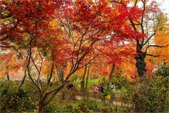 2025年第0889贴-苏州天平山红枫季旅拍（1223）