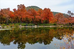 2025年第0889贴-苏州天平山红枫季旅拍（1223）