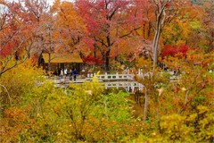 2025年第0890贴-苏州天平山红枫季旅拍（1223）