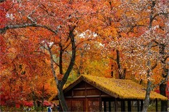 2025年第0890贴-苏州天平山红枫季旅拍（1223）