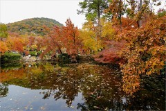 2025年第0890贴-苏州天平山红枫季旅拍（1223）