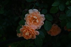 随拍花卉月季花