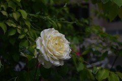 随拍花卉月季花