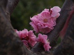 红梅迎春