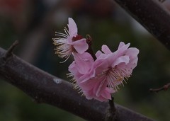 红梅迎春