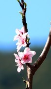 一组桃花