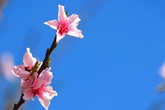 一组桃花