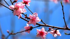 一组桃花