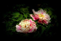 江滨游拍——牡丹花（4）