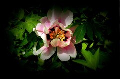 江滨游拍——牡丹花（4）