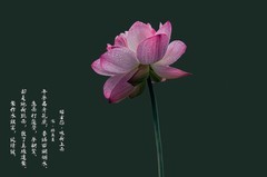 （拍荷配词）《昭君怨 · 咏荷上雨》（宋     杨万里）