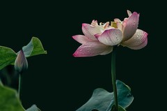 （拍荷配词）《昭君怨 · 咏荷上雨》（宋     杨万里）