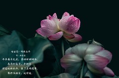 （拍荷配词）《昭君怨 · 咏荷上雨》（宋     杨万里）