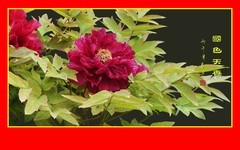 国色天香的牡丹花欢庆国庆