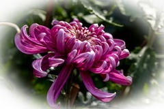 花枝招展（600）......