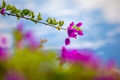 花枝招展（600）......