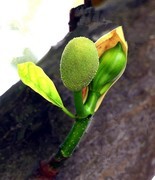 1221【不老松：二游海南纪实】临高长島兰湾菠萝蜜的生长过程！(特写)