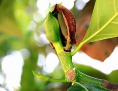 1221【不老松：二游海南纪实】临高长島兰湾菠萝蜜的生长过程！(特写)