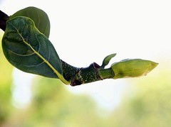 1221【不老松：二游海南纪实】临高长島兰湾菠萝蜜的生长过程！(特写)