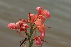 拍摄花卉一（826）