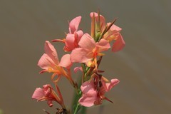 拍摄花卉一（826）