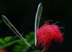 1222【不老松：二游海南纪实】临高长島兰湾的朱缨花！