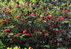 1222【不老松：二游海南纪实】临高长島兰湾的朱缨花！