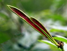 1222【不老松：二游海南纪实】临高长島兰湾的朱缨花！