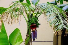 1223【不老松：二游海南纪实】临高长島兰湾的香蕉!