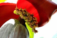 1223【不老松：二游海南纪实】临高长島兰湾的香蕉!