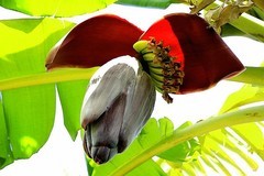 1223【不老松：二游海南纪实】临高长島兰湾的香蕉!