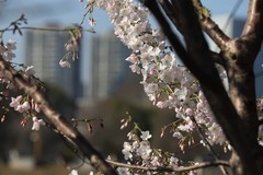 湖南省森林植物园白樱