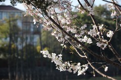 湖南省森林植物园白樱