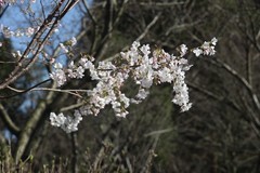 湖南省森林植物园白樱