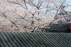 东湖樱花园（六）