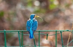 小翠鸟（三十三）