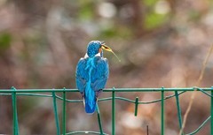 小翠鸟（三十三）